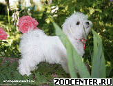 �������� (����������� �������) ����� �� ���������