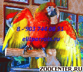 ������ �������� ��� Tropicana - ������ ��������� �� ���������� ������