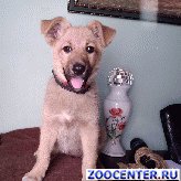����� �����-������� ����� � ������� ����