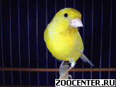 ������ �������� (��������)