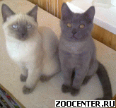 ������� ����������� ������ � �������� �����������
