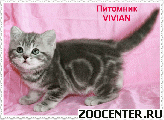 ���������� ������ ������ �� ��������� VIVIAN