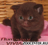 ���������� ���������� ������ �� ��������� VIVIAN
