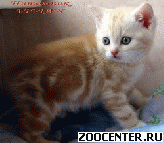 ���������� ������ ������� ������ �� ��������� VIVIAN