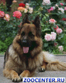 Male German shepherd for mating