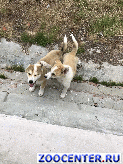 ����� �����