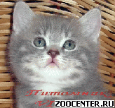 ���������� ������� ������ �� ��������� VIVIAN