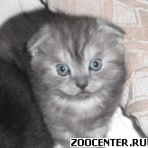 ��������� ������ �������-���� (Scottish Fold) ��������