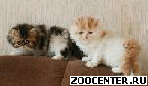 �������������� ���������� ������