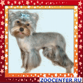 Haircuts small dogs. The services of a groomer