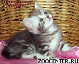 ���������� ������ ���������� ������ �� ������� �� ��������� VIVIAN