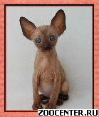 ������ ���� - �������� ������