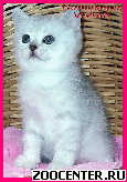 ���������� ������ �� ��������� VIVIAN