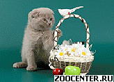 ����������� ������ (Scottish Fold Scottish Straight)