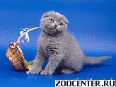 ����������� ������ (Scottish Fold Scottish Straight)