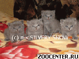 ������� ������� ���������� ������ -