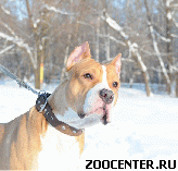 ������� ������ ( 1 ��� ) � ������ ����