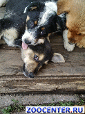 � ������ ����