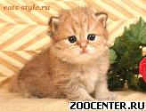 ������ ���������� ������� ��������