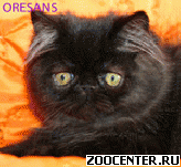 ���������� ����� ������ Black Prince ���������� ������