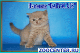 ���������� � ����������� ������ �� ��������� Daryacats