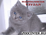 ���������� ������� ������ �� ��������� VIVIAN
