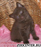 ���������� ���������� ������ �� ��������� VIVIAN