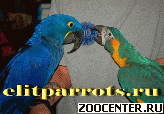 ������ - ��������� �������� ��� �� ����������� ����������