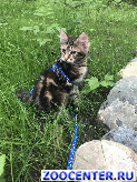������ ������ ���������� �������