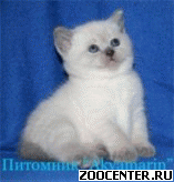 ���������� ������������ ������ ����� ���-�����