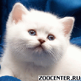 ���������� ������������ ��������