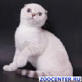 ����������� ������� ������
