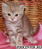 ���������� ������ ��������� ��������� �� ��������� VIVIAN