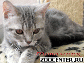 ���������� ��������� ������ �� ��������� VIVIAN