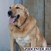 ��� - ��������� ��������� � ������.
