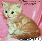 ���������� ��������� ������ �� ��������� VIVIAN