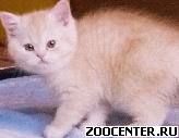 ������ ���������� � ����������� �����