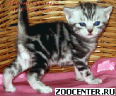 ���������� ��������� ������ �� ��������� VIVIAN