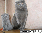 ��������� ������� � �����������