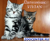 
British Whiskas kittens from a cattery.