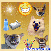 Teeth cleaning in dogs ultrasound without pain