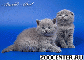 ����������� ������ (Scottish Fold Scottish Straight)