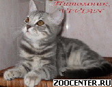 ���������� ��������� ������ �� ��������� VIVIAN