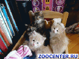 Will give the kitten.in good hands