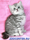 ���������� ������ ������ �� ��������� VIVIAN