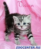 ���������� ��������� ������ �� ��������� VIVIAN