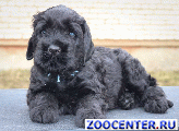 
Puppy black Russian Terrier