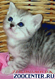 ���������� ������ ������ �� ��������� VIVIAN