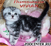����������� ��������� ��������� ������ �� ��������� VIVIAN