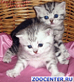���������� ������ ������ �� ��������� VIVIAN